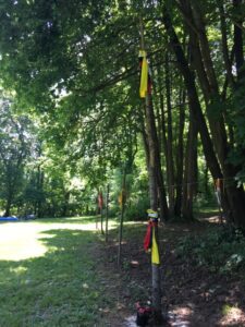 A group of flags on a tree in a park.