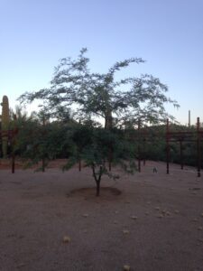 A lone tree in a desert.